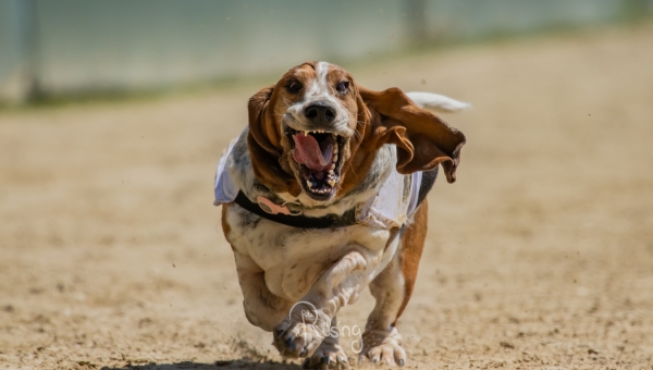 Das 4. Basset &amp; Friends Rennen